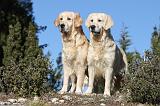 GOLDEN RETRIEVER 563